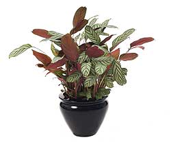 ستاره خاکستری